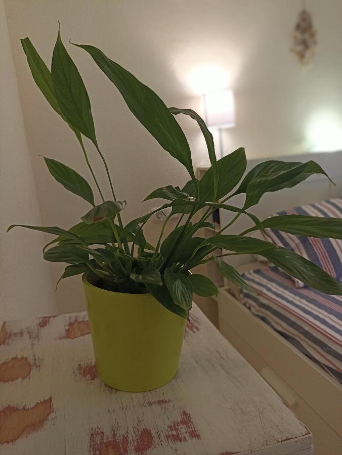マラガConfortable Habitacion Centrica En Piso Privadoアパートメント エクステリア 写真