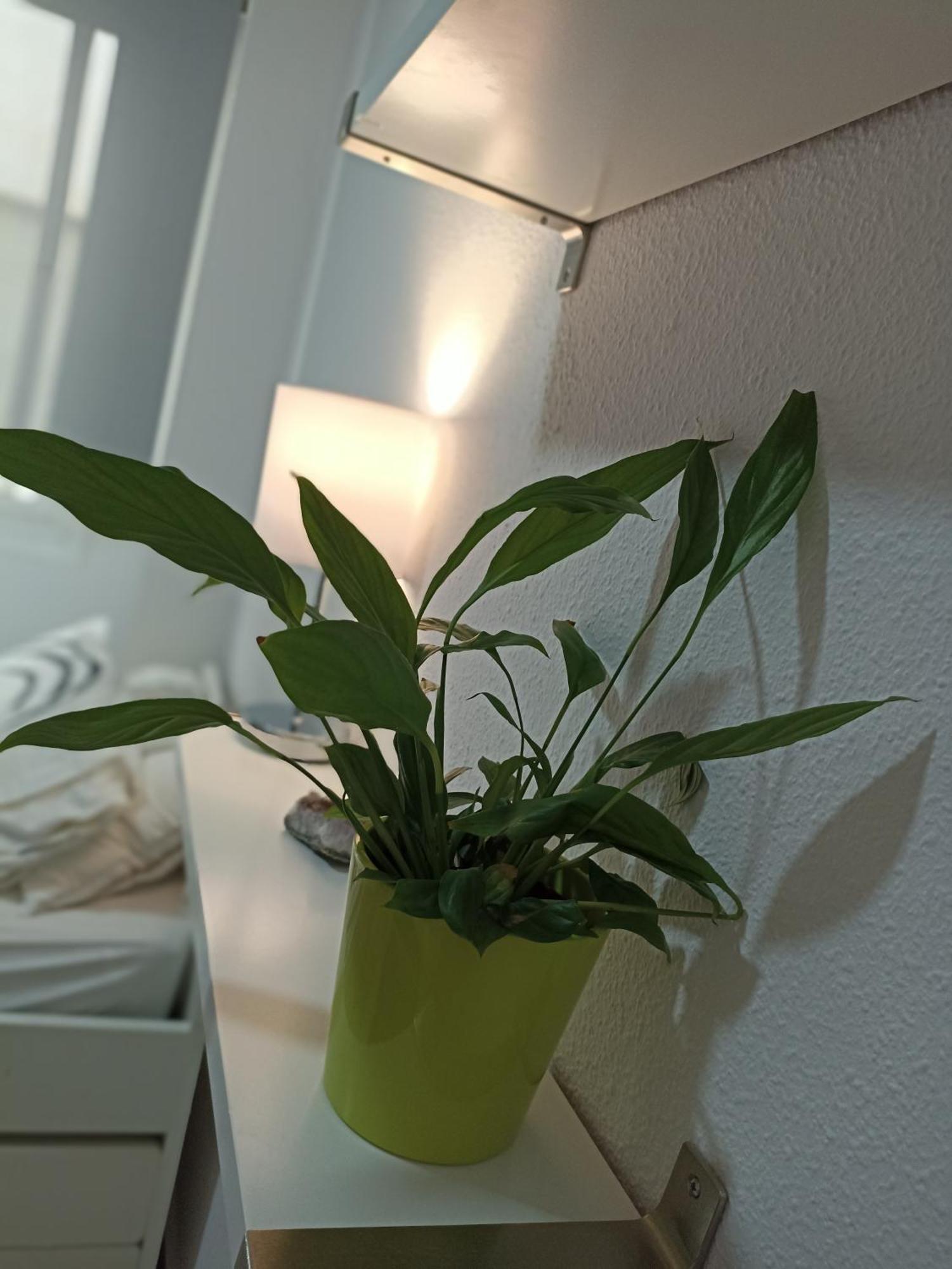 マラガConfortable Habitacion Centrica En Piso Privadoアパートメント エクステリア 写真